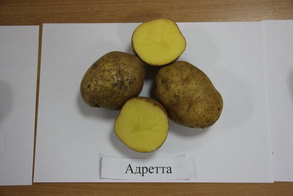    Клубни картофеля 'Адретта'