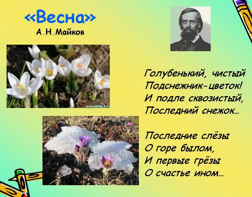 Подснежник - цветок