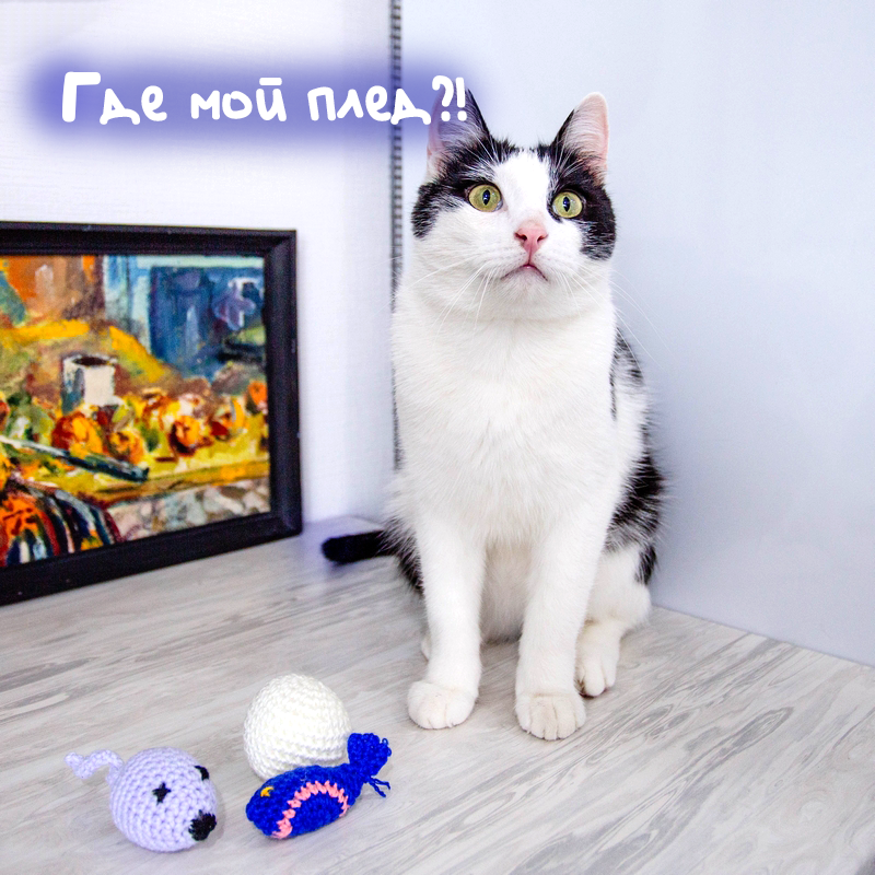 Котик Пьеро, бывший житель приюта «Ковчег», с образцами вязаных игрушек 