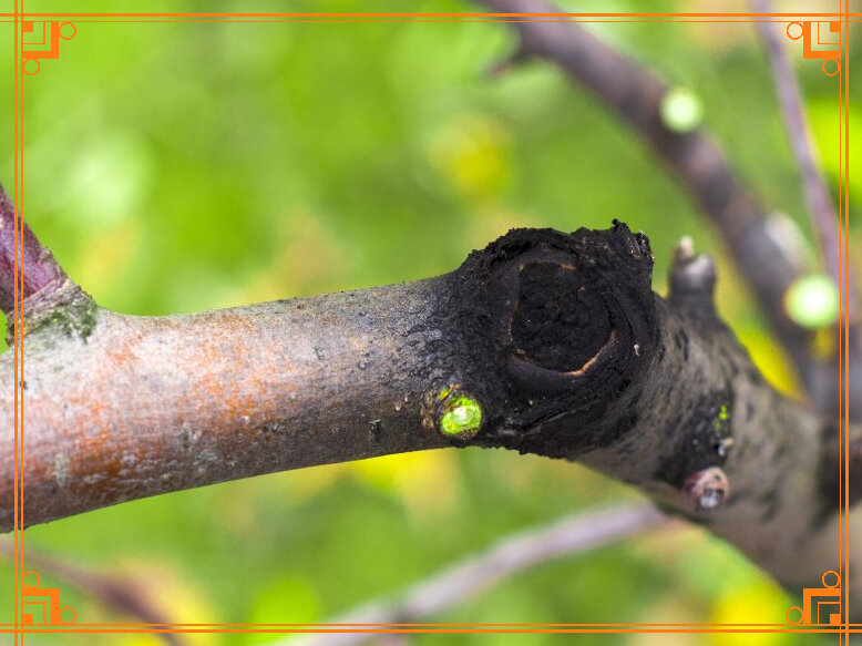 Фото из Интернета. Как выглядит черный рак яблони