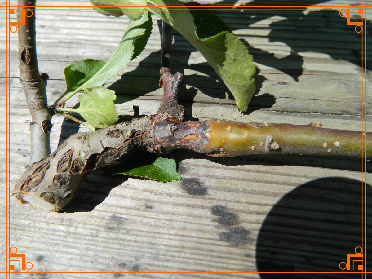 Фото из Интернета. Яблоня, пораженная черным раком