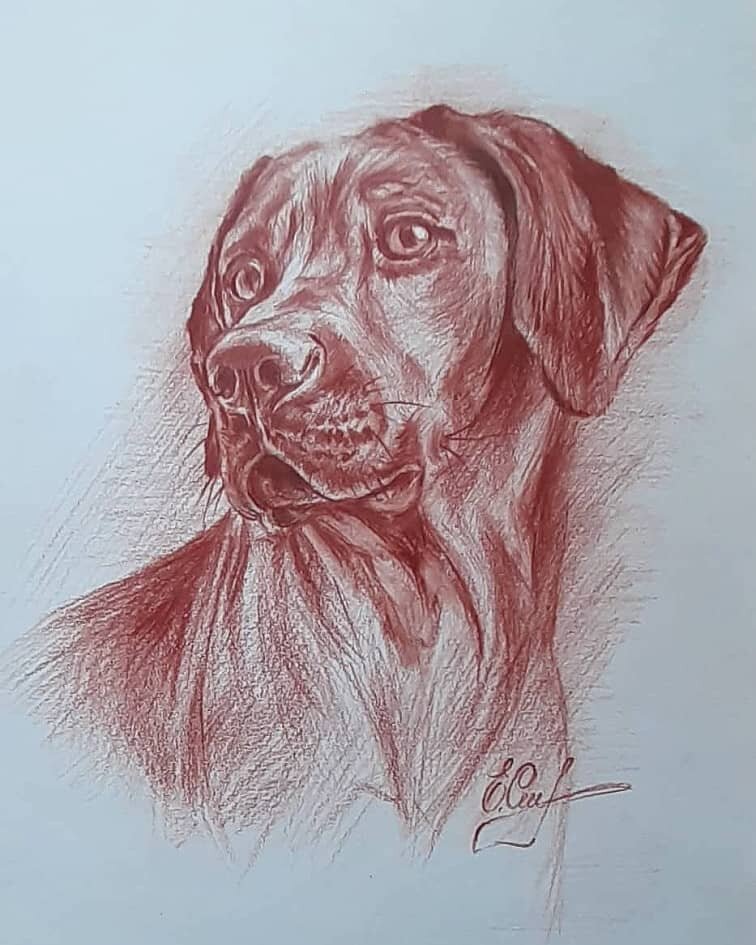 Художник Елена Сизова. Сангина.