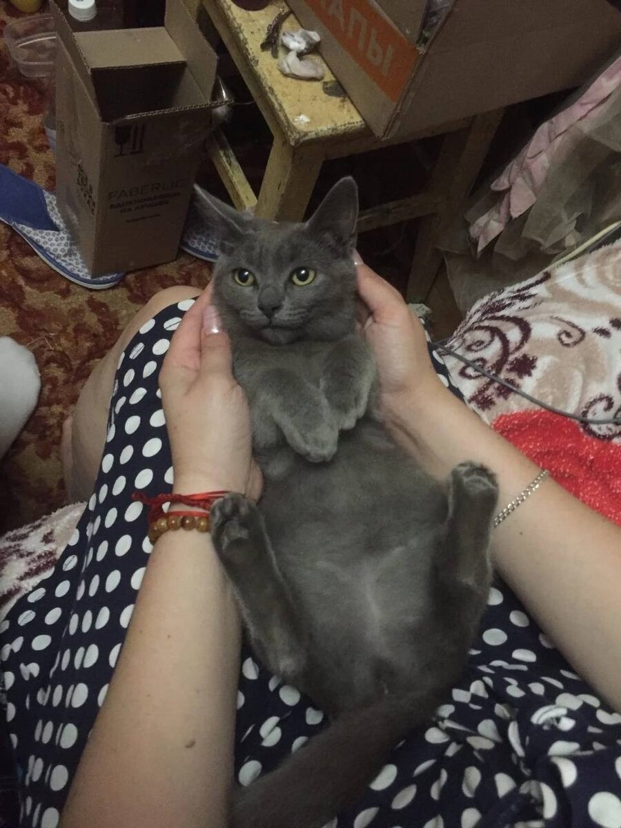 Погибшая кошка была беременна. Фото: Надежда Сермягина