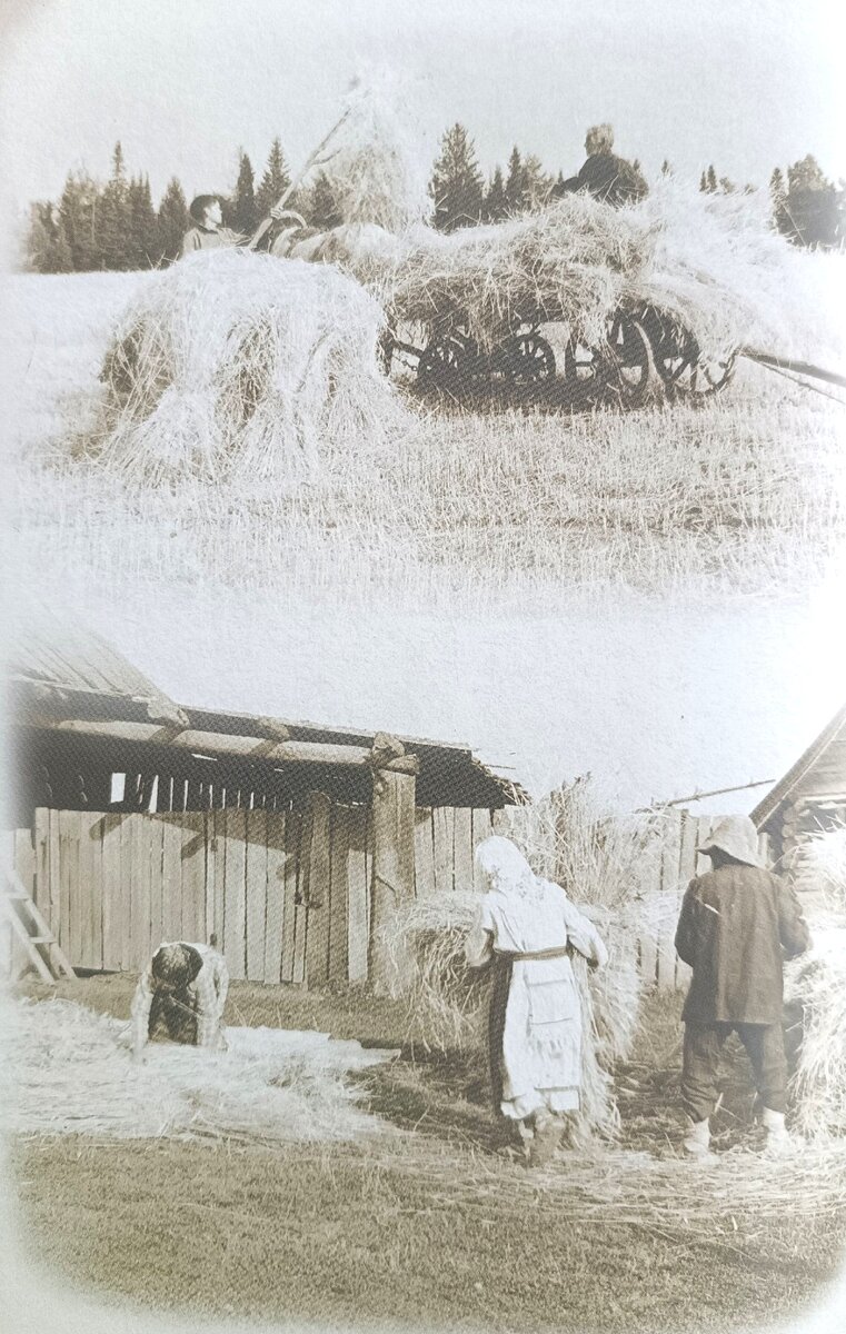 Укладывание снопов (кадры из фильма "Южные удмурты в начале XX века"). УАССР, Завьяловский район, д. Шабердино, 1981 г.