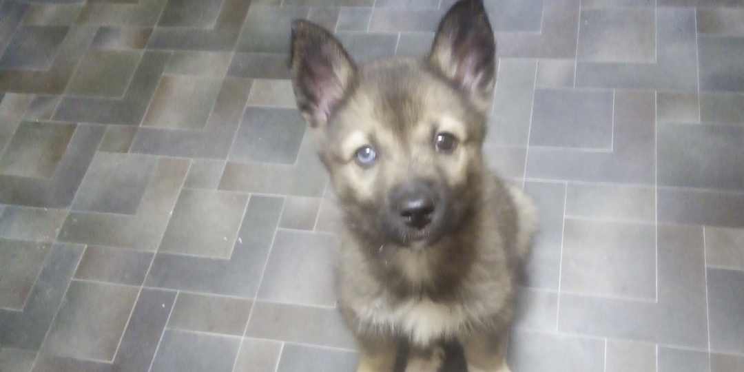 С 3й попытки Бусинка нашла своё счастье и стала счастьем для двух людей