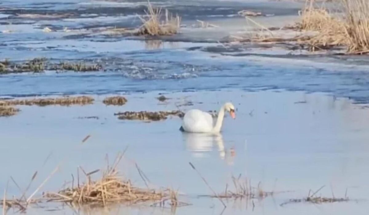     Лебедь- шипун. Источник: ria.ru Автор фото: © Официальный канал ФКП "Дирекция КЗС" СПб