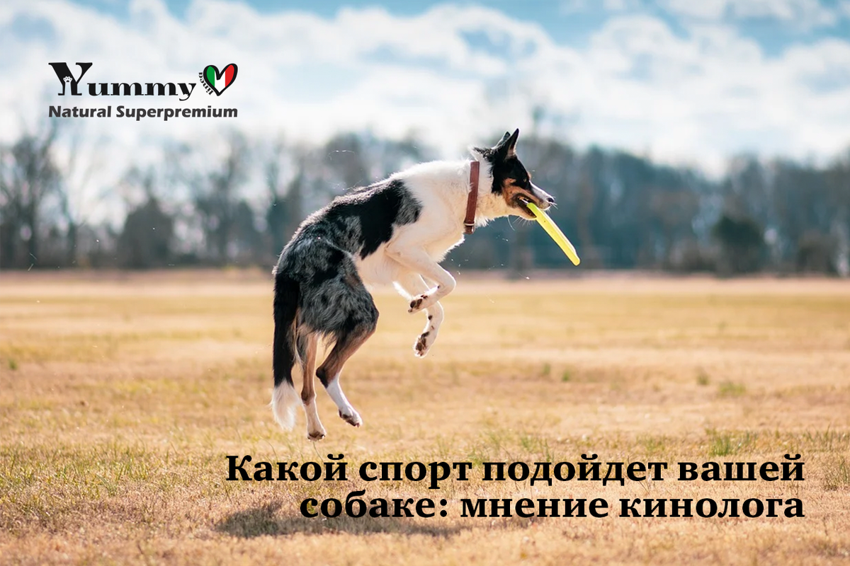Какой спорт выбрать с собакой - сухой корм Yummy Linea