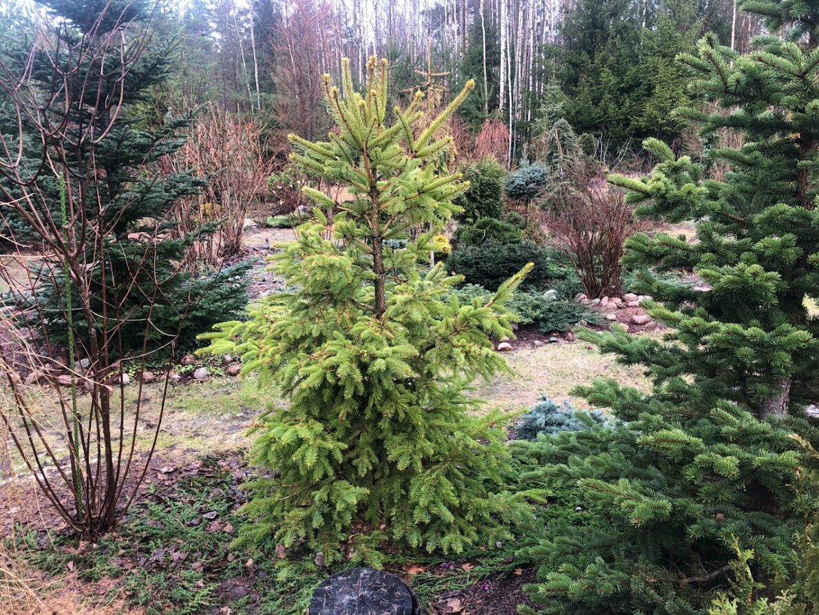 1 апреля 2024  Picea abies Aurea Magnifica