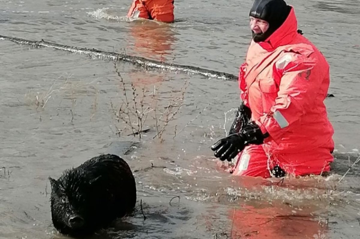    Пострадавшие от паводка жители Алтая могут обратиться в прокуратуру