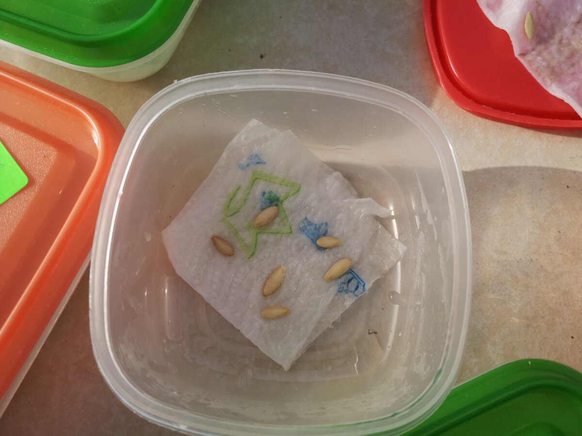 Замоченные семена огурцов