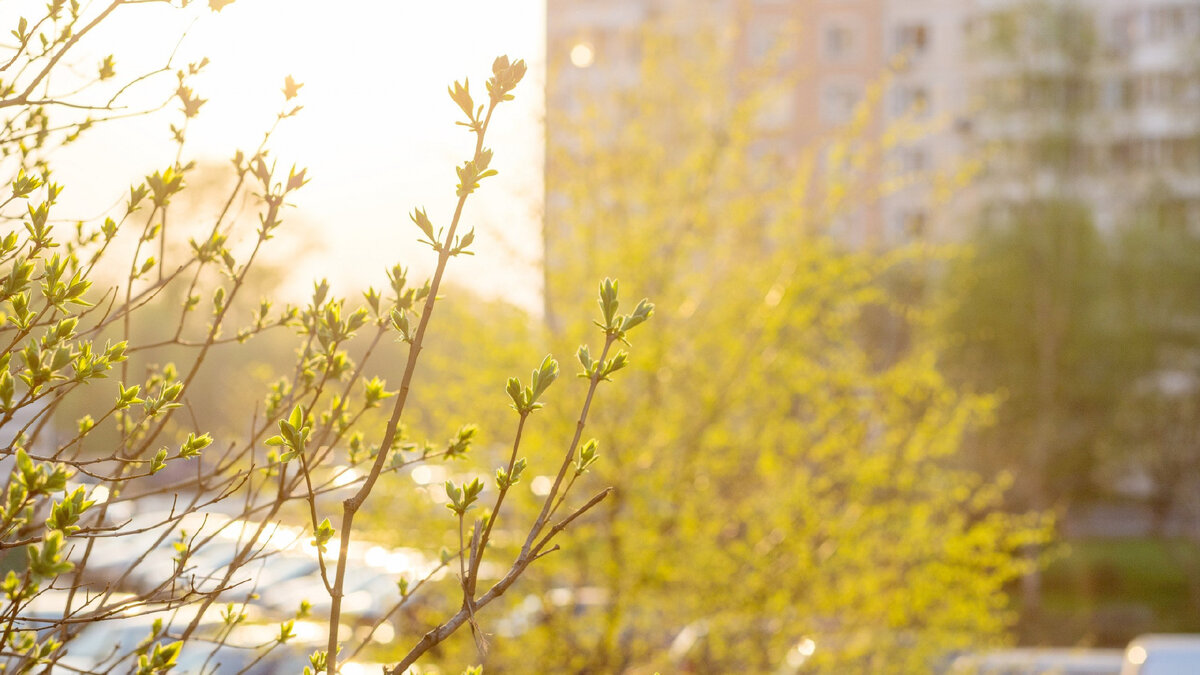 Когда в окно стучит апрель Я, бросив город, еду в поле – Послушать жаворонка трель, Весной полюбоваться вволю! Люблю глядеть, как не спеша В ней просыпается душа! И солнце – красный стригунок - Летит, едва земли касаясь, И радость прыгает, как заяц, И под собой не чует ног!
