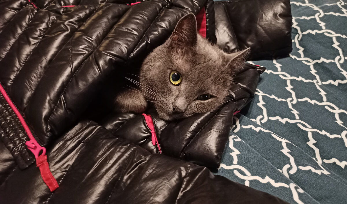 следящий за хозяйскими вещами