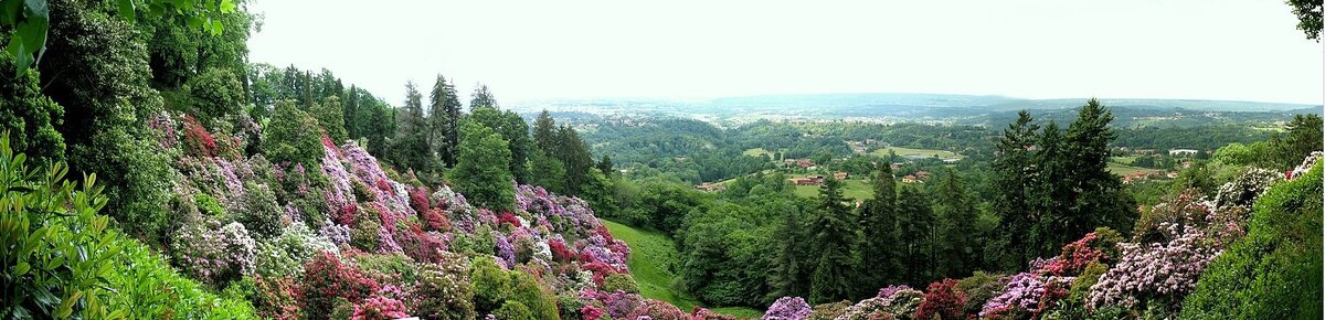 Цветущие рододендроны в парке Parco della Burcina, Пьемонт, Италия 