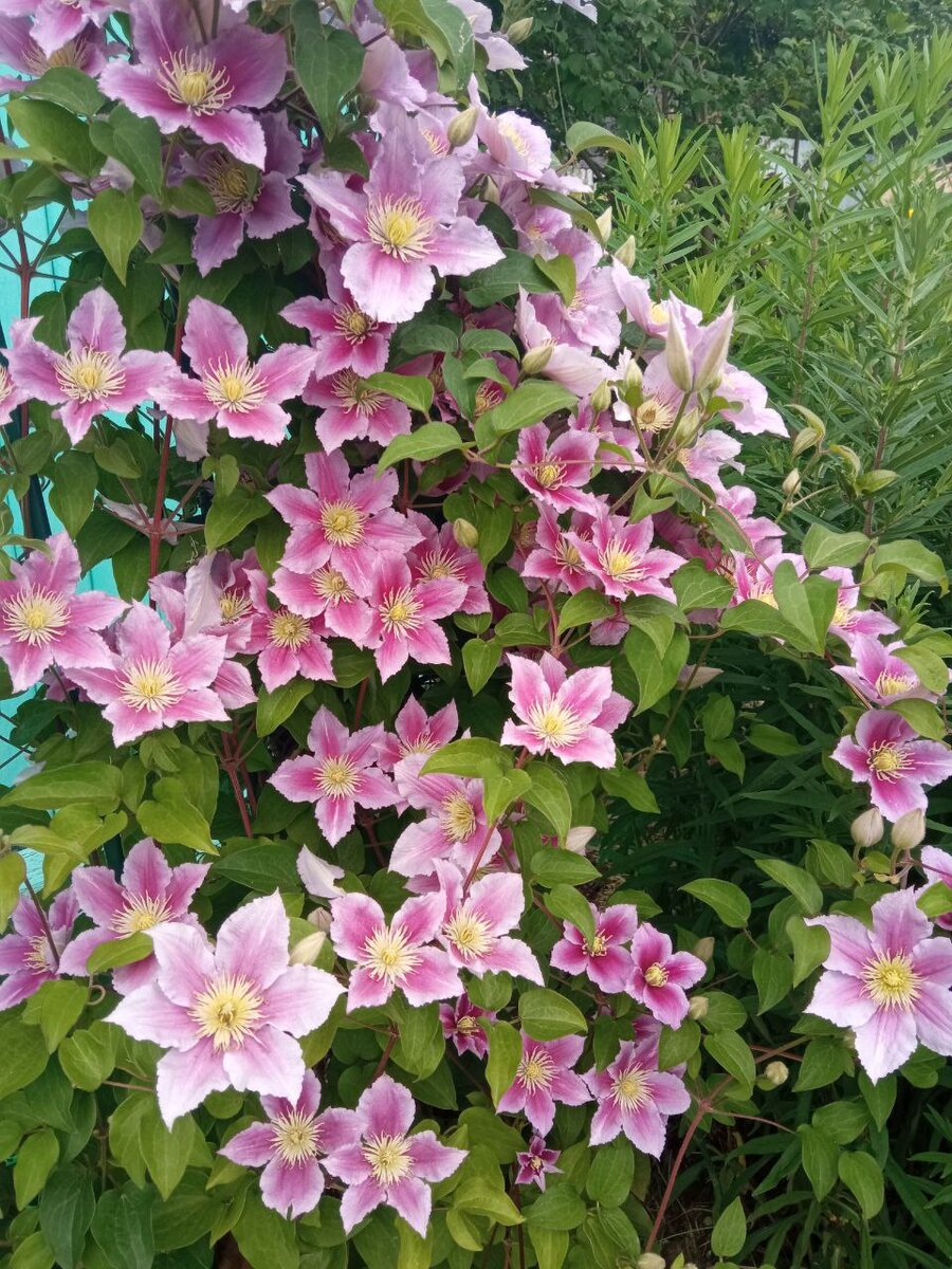 Дети - цветы жизни!