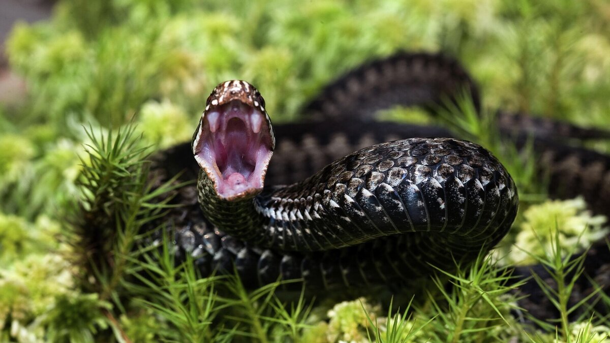 Гадюка. Изображение найдено в интернете.https://pronedra.ru/. 