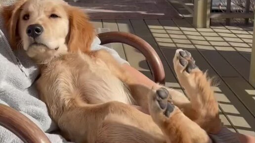 жириновский обращение к джорджу бушу. видео про сидели. мем давай через неможу. ребенок сидит на горшке. видео про сидели.