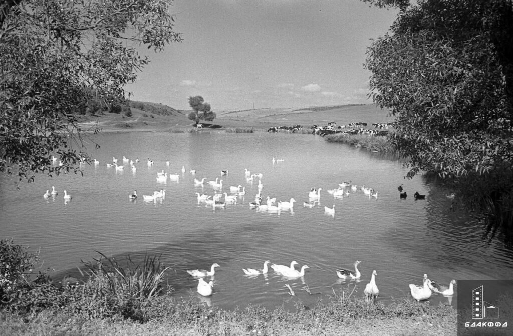 Пруд для водоплавающей птицы в колхозе имени И. Сталина Дзержинский район Минской области, П. Новаторов, БелТА, 9 января 1956 г.