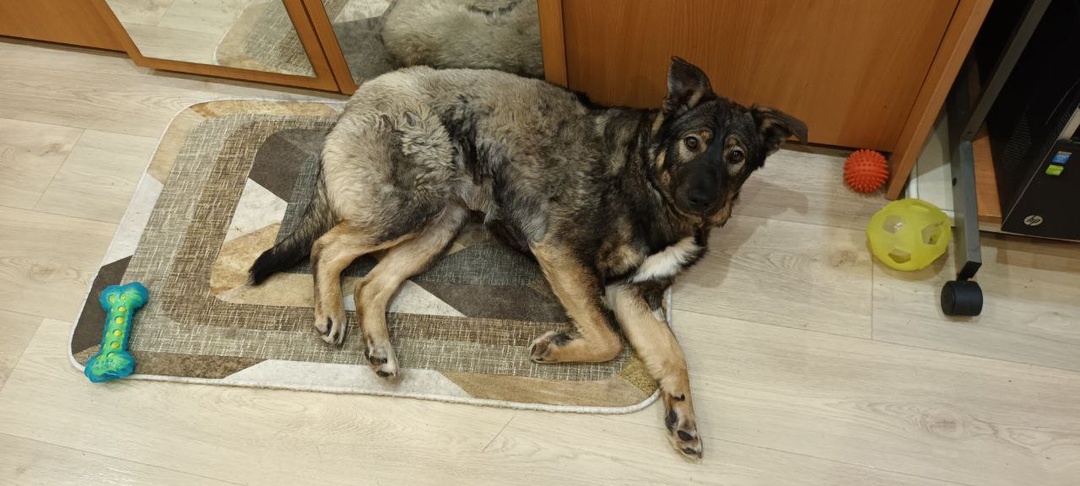 По всеобщим прикидкам, эта собака могла пристроиться лет через пять, да и то случайно