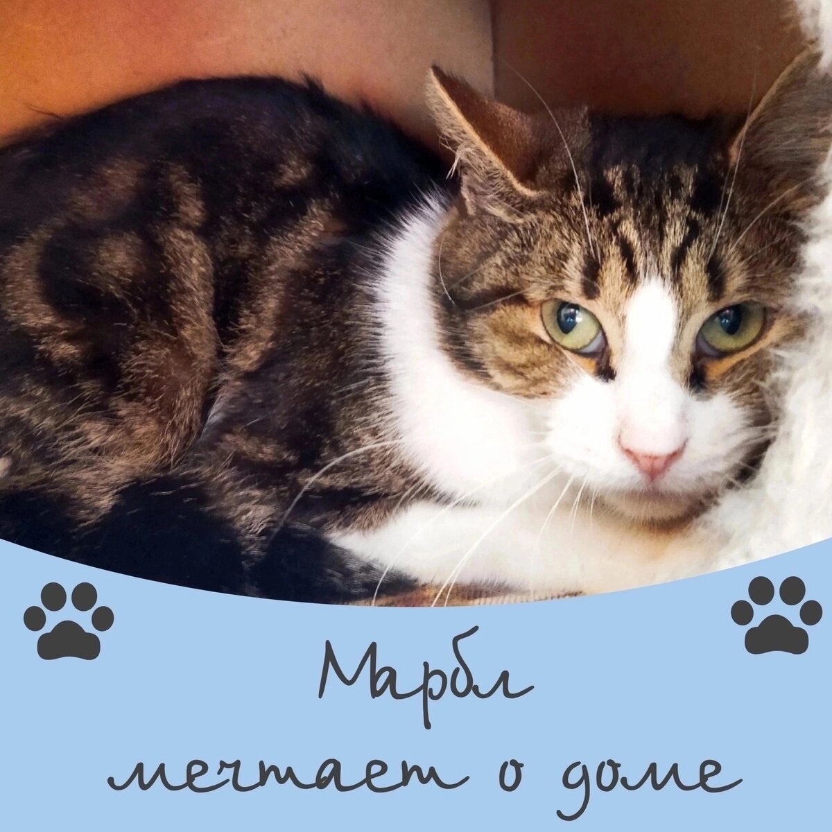 Кот Марбл ищет дом 🐈❤️ | Приют для кошек 