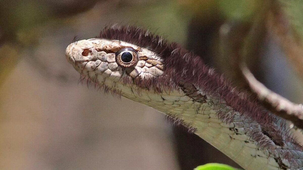 Мохнатая змея в Тбилисском зоопарке © Courtesy of Tbilisi Zoo