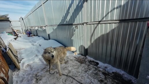 К Волчку приехали гости, давайте посмотрим как он их встретит