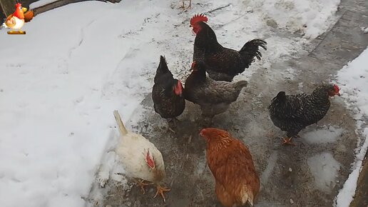 Зимние забавы на птичьем дворе ❄️🐓😂