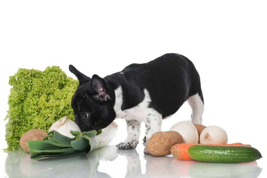 Собака с овощами 