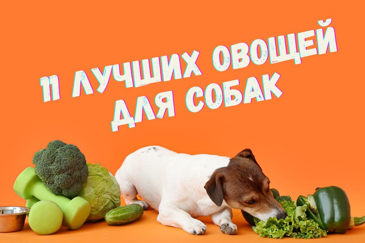 11 лучших овощей для собак, о которых вам нужно знать | Dog Breeds | Дзен