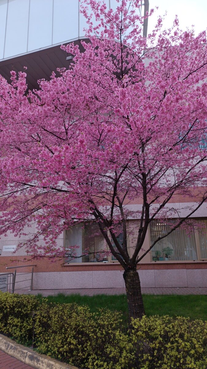 А тем временем в Калининграде весна. Фото без фильтра