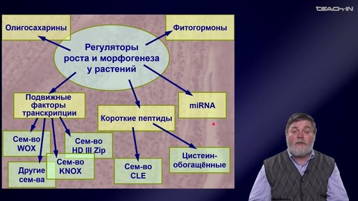 Чуб В.В. - Молекулярная генетика развития растений - 5. Позиционный контроль развития