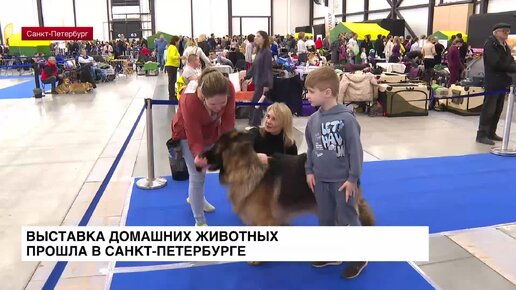 Выставка домашних животных прошла в Санкт-Петербурге