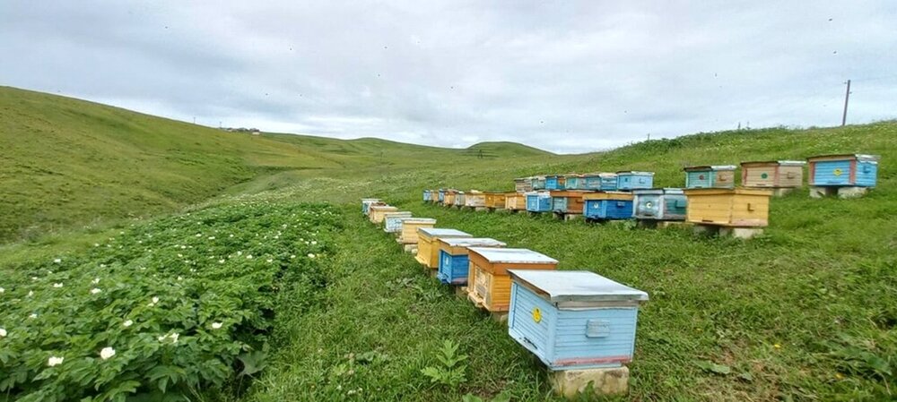 Дагестан готовится к выходу на мировой рынок меда