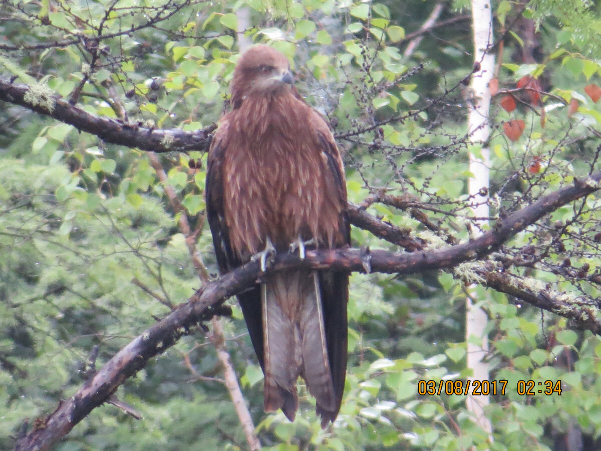 Что это за птица?