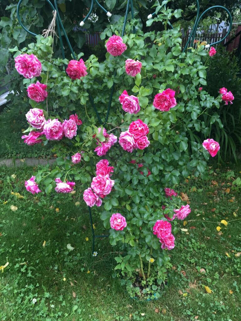 фото Любови