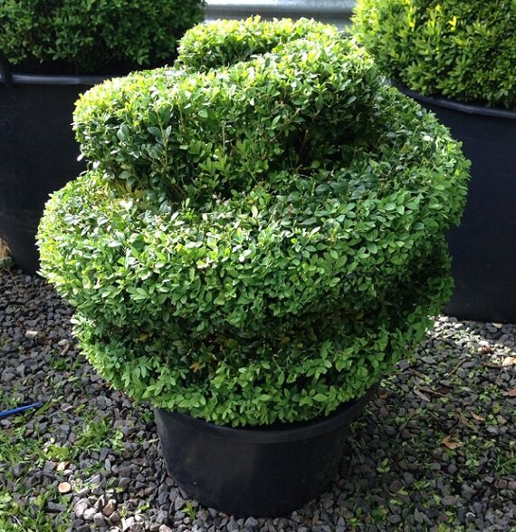 фото из открытого источника