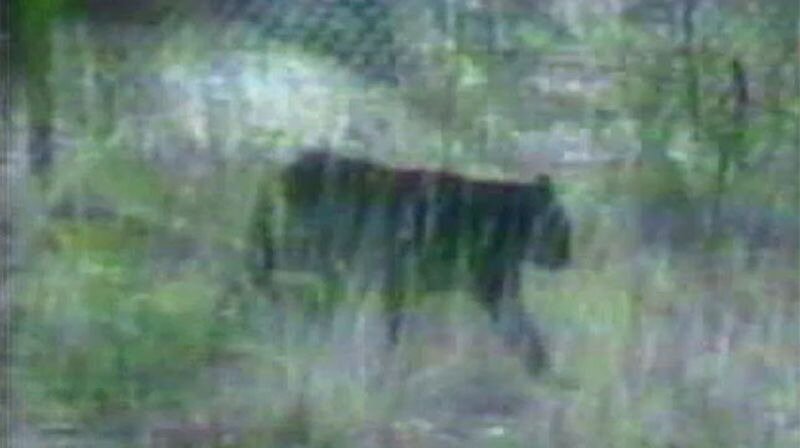 Автор неизвестен. Изображение из открытых источников.