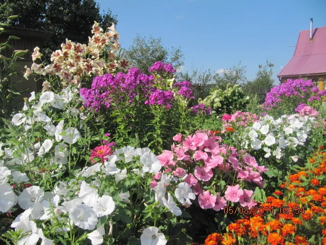 Лето на моем участке.