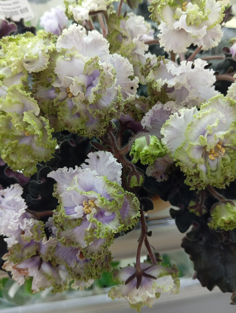 Сорт Нафанюшка