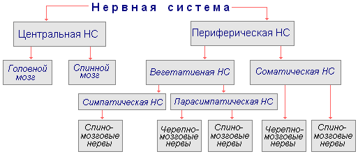 https://infourok.ru/fiziologiya-cheloveka-statya-cnsi-vns-4689670.html