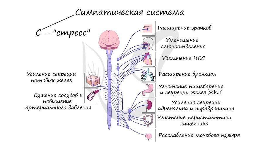 https://studarium.ru/article/102