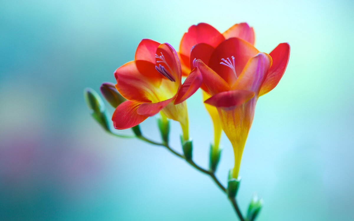 ФРЕЗИЯ — это многолетнее растение семейства ирисовых. Это один из самых красивых и ароматных цветов, который используется в качестве декоративного растения в садах и оранжереях.-1-2