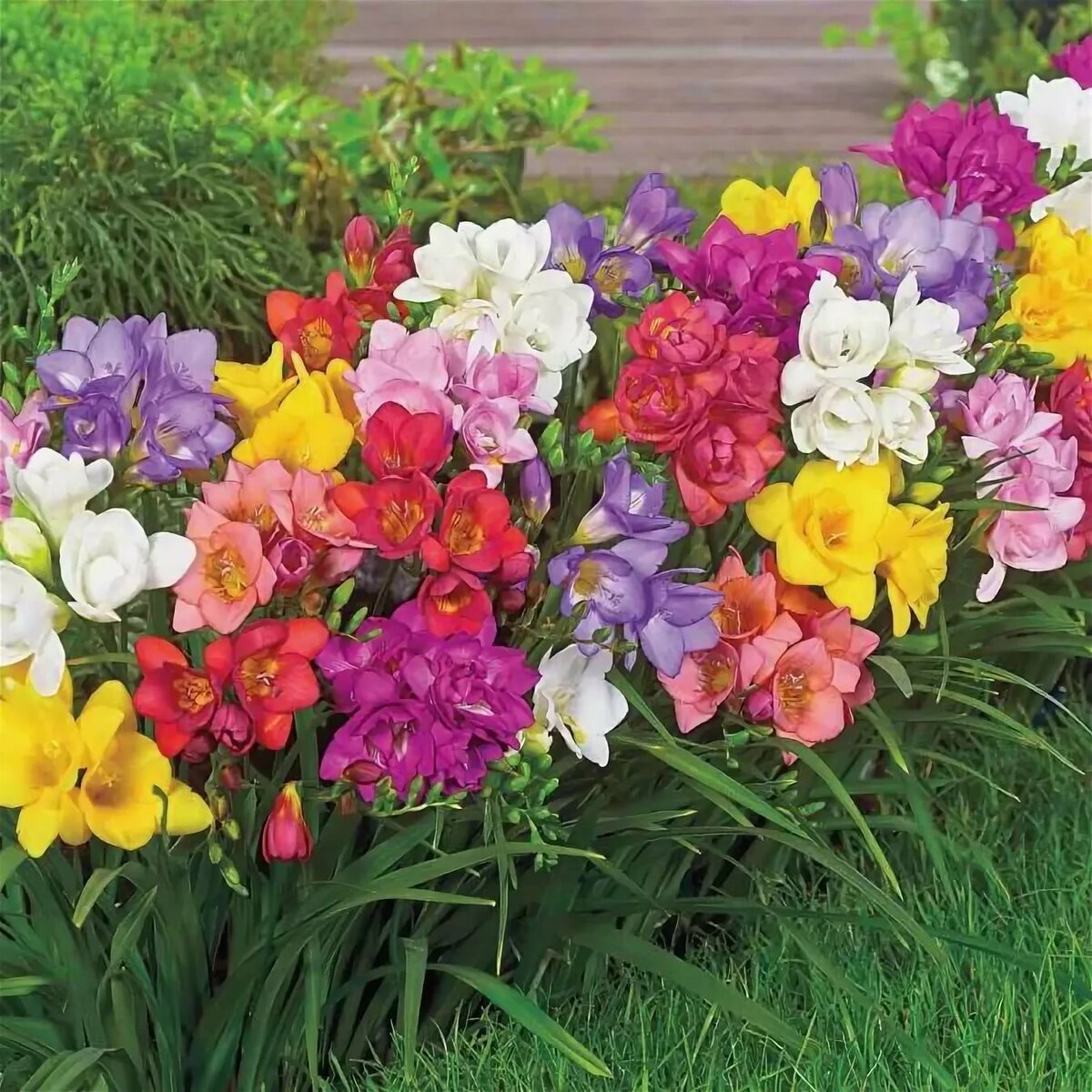 ФРЕЗИЯ — это многолетнее растение семейства ирисовых. Это один из самых красивых и ароматных цветов, который используется в качестве декоративного растения в садах и оранжереях.-1-3
