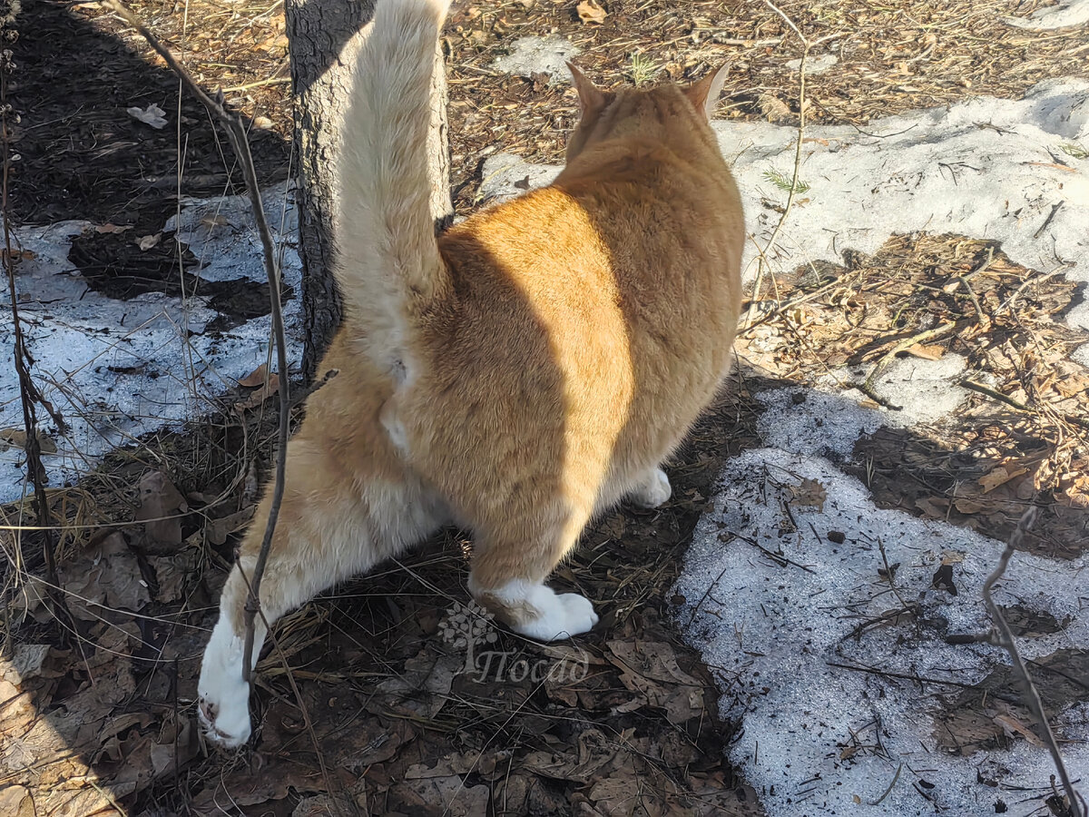 Сначала прошёлся по всем кустам, по всем закоулкам, а потом...