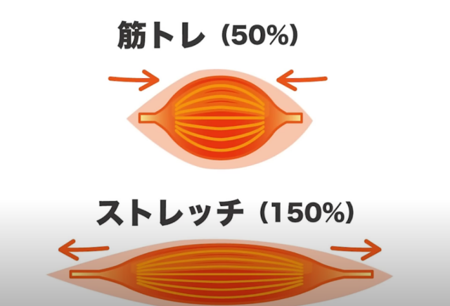 Для похудения лучше заниматься не тяжелыми, а легкими видами спорта с элементами растяжки