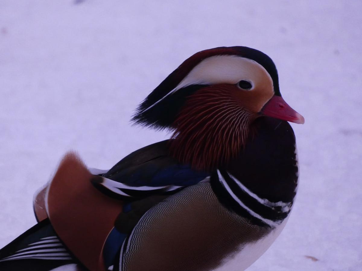 утка мандаринка