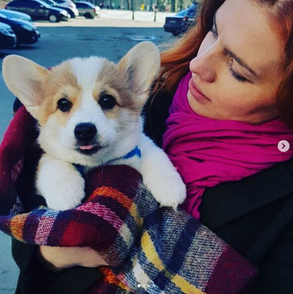 Corgi pembroke puppy Вельш корги пемброк щенок © Kennel "Telman Haus"