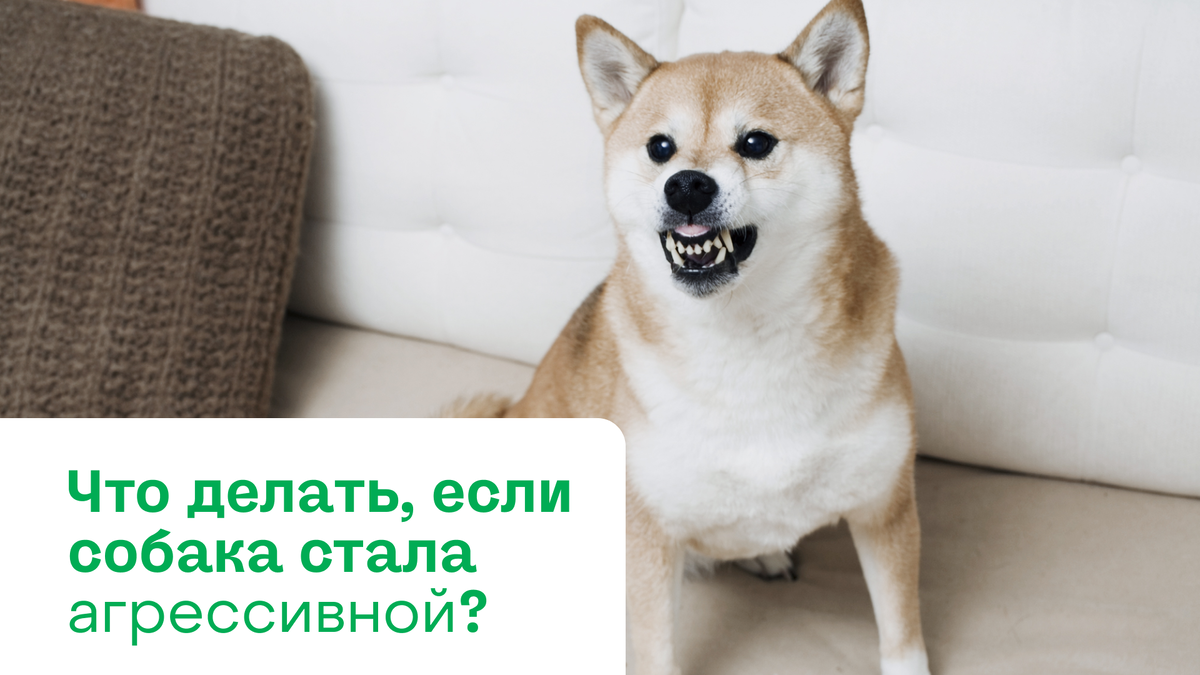 Что делать, если собака стала агрессивной? | Pet-Yes. Биржа домашних  животных | Дзен