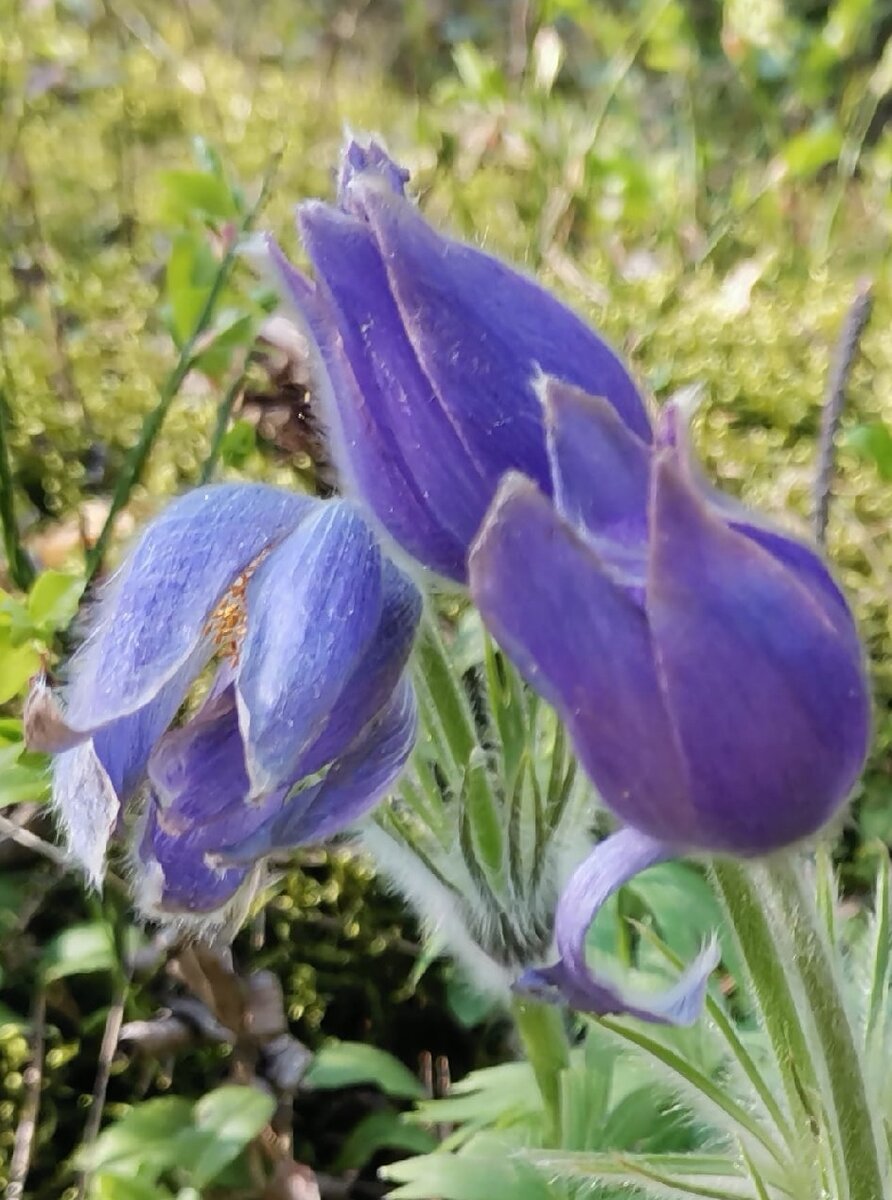 Нежные ворсинки очаровывают. Согласитесь, ведь и правда похож на тюльпан. 