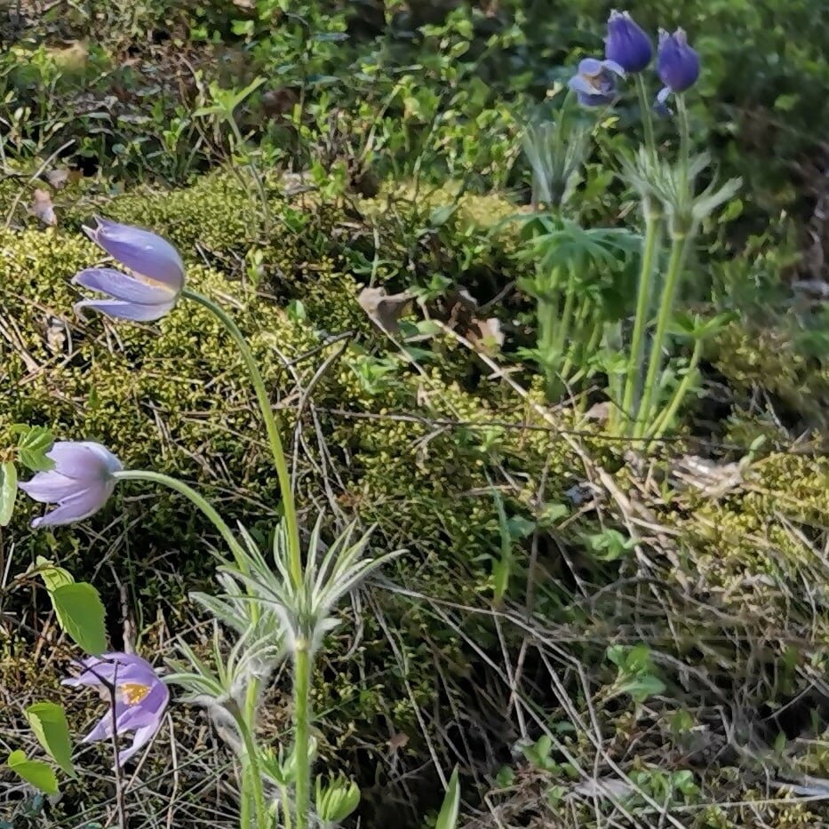 Моя первая в жизни встреча с стн-травой. 