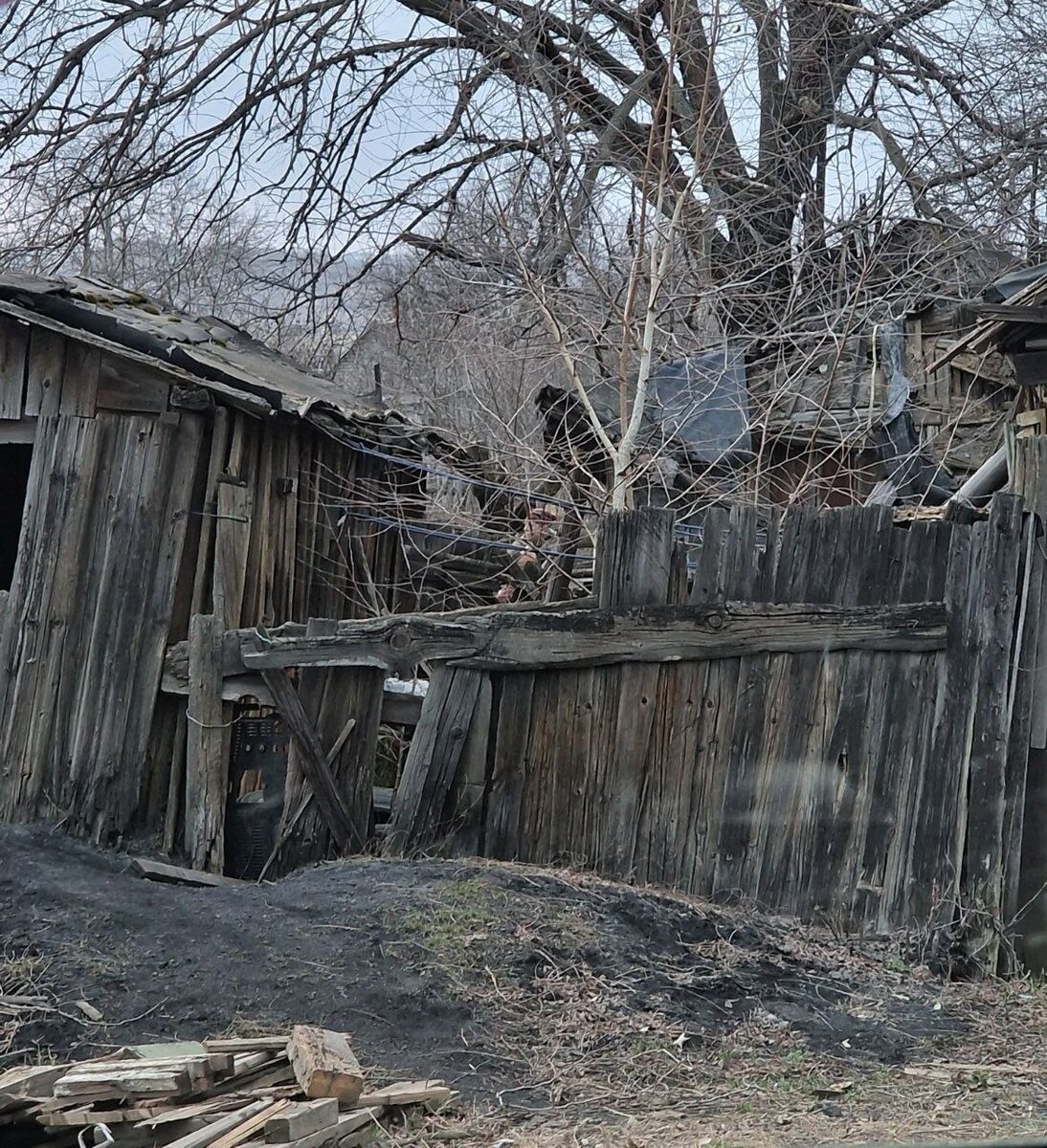 Операция "лесные старики" прошла успешно ?? | КОТО??БЛОГ | Дзен